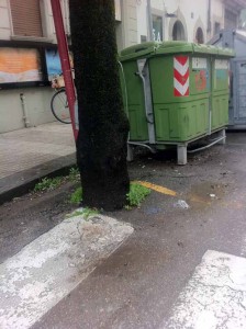 Il leccio asfittico di piazza Mazzini