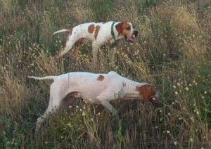 Addestramento cani (foto di repertorio)