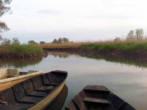 Immagine del Padule di Fucecchio