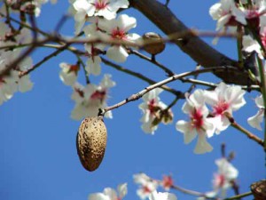 Mandorlo in fiore con frutto