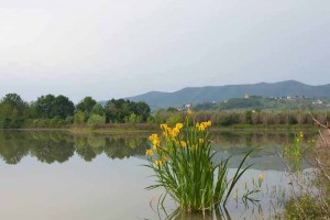 Il lago di Zela alla Querciola di Quarrata