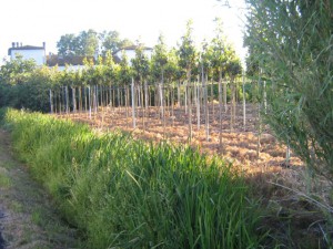 Campo secco. Pesticidi?