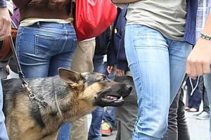 Quanti cani occorrerebbero per controllare tutti...?