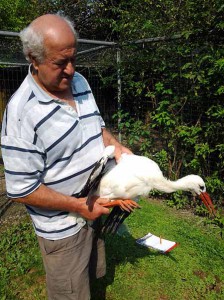 04 Cicogna di Fucecchio liberata da Bruno Vaschetti a Racconigi