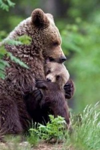 Daniza come i pini di Pistoia: da abbattere