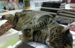 Pippo, il gatto bibliofilo