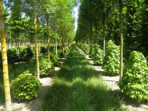 Aceri frammisti a liquidambar