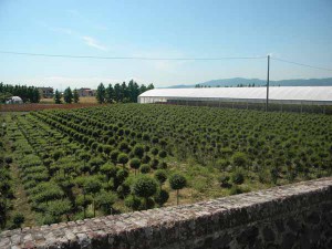 Piante di ligustrum