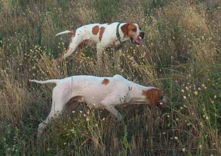 HA RIAPERTO LA ZONA ADDESTRAMENTO CANI “SASSO BIANCO”