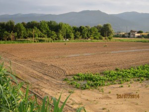 Qui si coltivano verdure da incenerimento?