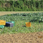 Campi di rape e verdure nei dintorni dell'inceneritore