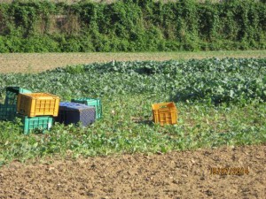 Campi di rape e verdure nei dintorni dell'inceneritore