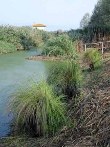 Piante di sarello nel Padule di Fucecchio