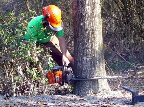 SAN FELICE. SARANNO ABBATTUTI TRE PIOPPI E OTTO CIPRESSI