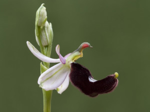 Ophrys  Bertolonii