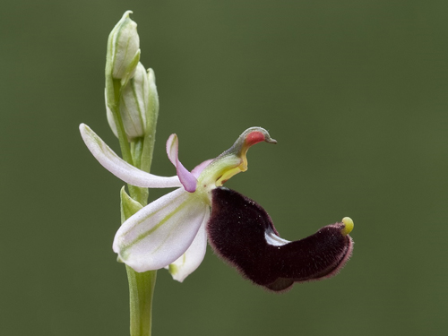 LE ORCHIDEE SELVATICHE DELLA VALDINIEVOLE