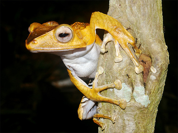 BORNEO, ULTIME FORESTE