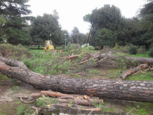 Alberi abbattuti i Piazza della Resistenza