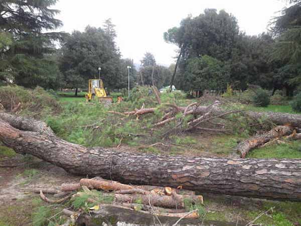 ALBERI ABBATTUTI. LEGAMBIENTE E WWF DENUNCIANO IL COMUNE