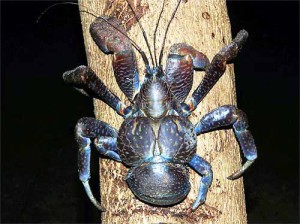 Granchio del cocco, Birgus latro [foto Nicola Messina]