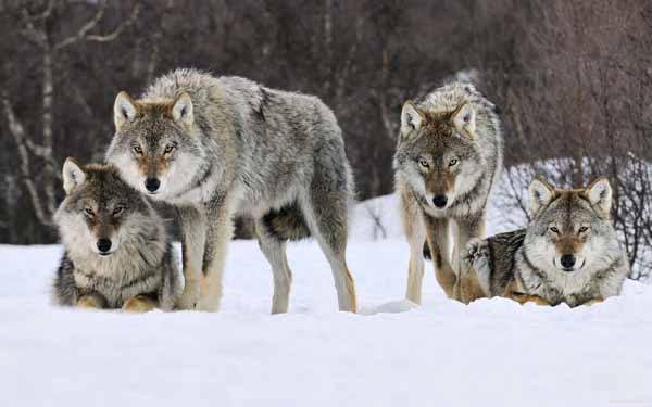 ANCORA LUPI IN CITTÀ, SBRANATI ANIMALI DOMESTICI