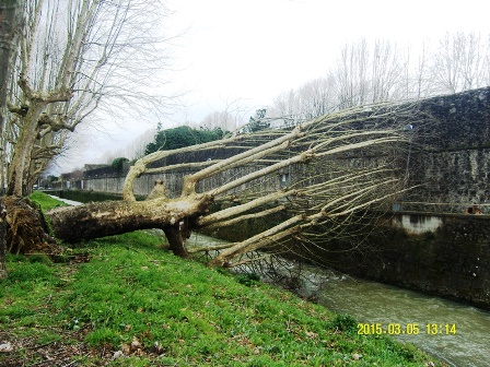 VENTO: CONSORZIO IN AZIONE PER GLI ALBERI CADUTI NEI FIUMI