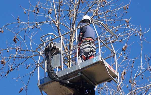 poggio. PARTONO LE POTATURE STRAORDINARIE DI ALBERI E SIEPI