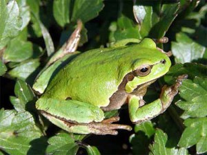 Hyla intermedia [foto Marta Biaggini]