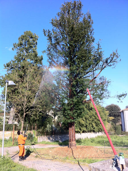 GIARDINO DI VIA DEL PELAGO, FINALMENTE A DIMORA IL TASSO MONUMENTALE