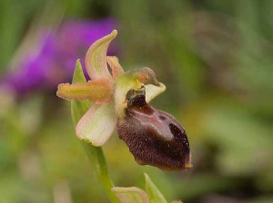 Ophrys sphegodes (foto Luigi Bellandi)