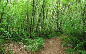 Un esempio di bosco ceduo