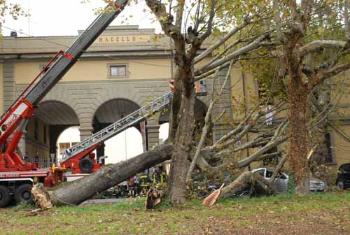 POTATURA ALBERI VIA DELLO STADIO: TRANSITO POSSIBILE IN ALCUNE FASCE ORARIE