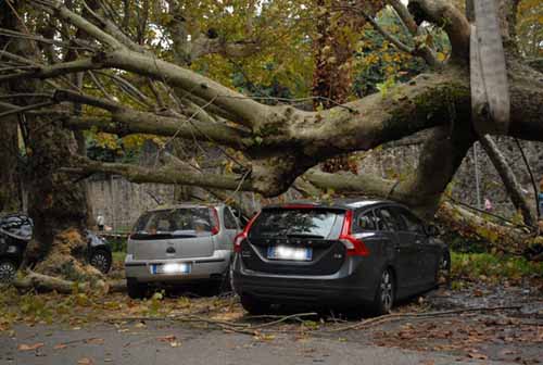 ORA TOCCA AGLI ALBERI DI VIA DELLO STADIO