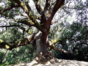 Quercia di Pinocchio (foto Andrea Innocenti)