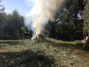 Residui vegetali in abbruciamento