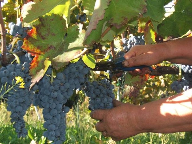 VENDEMMIA, CONFAGRICOLTURA: «UN’ANNATA TRA LE MIGLIORI DEGLI ULTIMI VENTI ANNI»