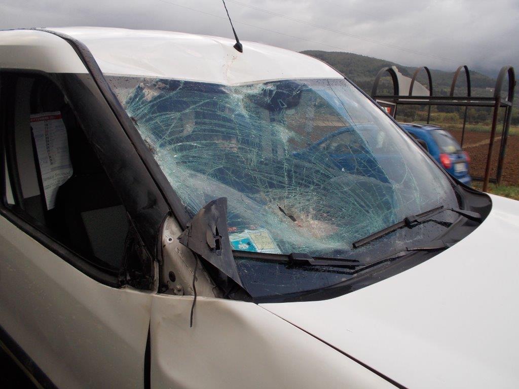 CERVO URTA UN’AUTO SULLA VIA MONTALESE