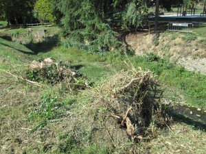 Resti di alberi lungo la Brana