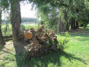 Resti di alberi al Parco della Rana