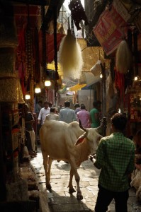 Mucca tra al mercato di Varanasi [foto Oar Cecchi]