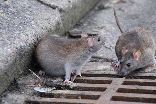 prato. TOPI ALL’ASILO, CHIUSURA TEMPORANEA