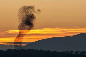 Una immagine del calendario (foto di Alessio Pacini)