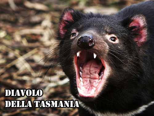 Diavolo della Tasmania