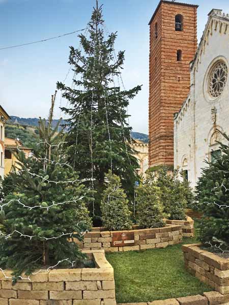 natale. DA PISTOIA IL VERDE VESTE A FESTA PIETRASANTA