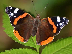 Vanessa atalanta (foto Stefano Petrassi)