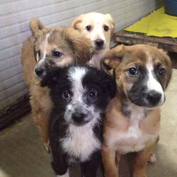 se questo è un uomo… CINQUE CUCCIOLI DI CANE ABBANDONATI