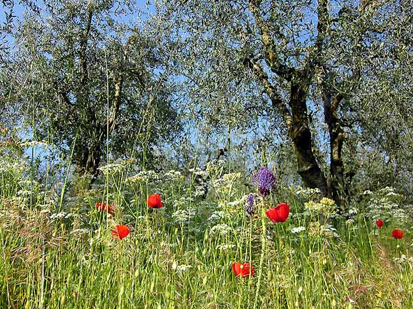 padule. “A PRANZO CON LE BUONE ERBE” A CASTELMARTINI