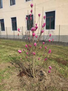 Nuovo giardino di Gello. 3