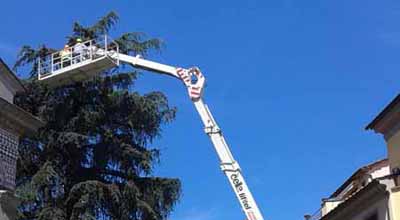 sant’andrea. ANCHE IL CEDRO DEVE CADERE