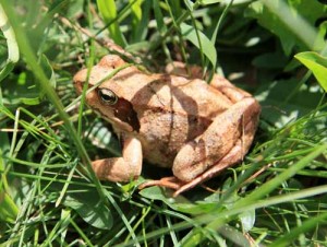 Rana temporaria